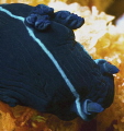   Black Nudibranch  